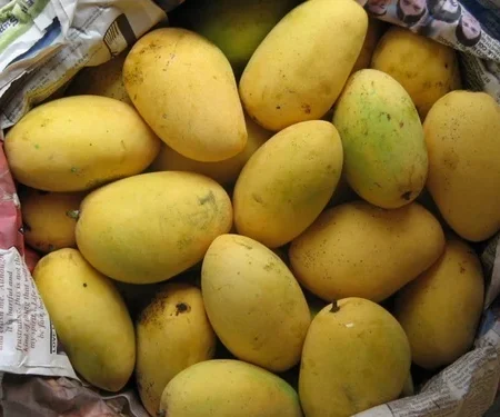 Honung Chaunsa mango 3 kg