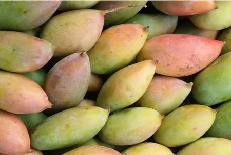 Fresh Totapuri Mangoes 1kg
