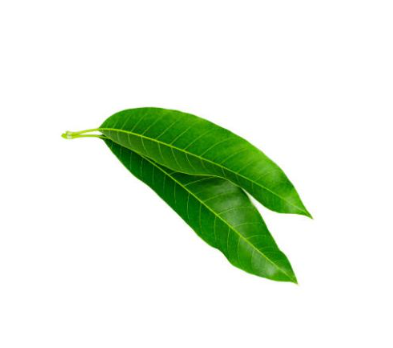 Mango Leaves 5 pieces