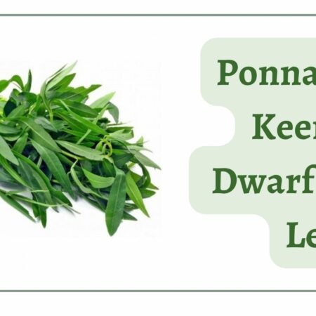 Fresh Ponnaganti Koora / Ponnaganni Keerai 250 g